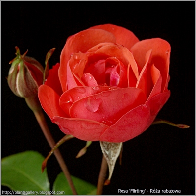 Rosa 'Flirting' - Róża rabatowa 'Flirting'