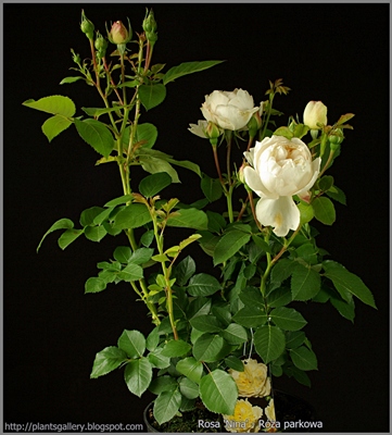 Rosa 'Nina' - Róża parkowa 'Nina'