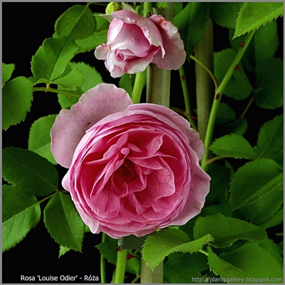 Rosa 'Louise Odier' - Róża 'Louise Odier'
