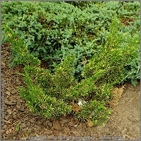 Juniperus chinensis 'Plumosa Aureovariegata' - Jałowiec chiński 'Plumosa Aureovariegata'