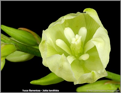 Yucca filamentosa - Jukka karolińska
