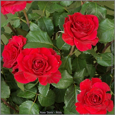 Rosa 'Doris' - Róża 'Doris'