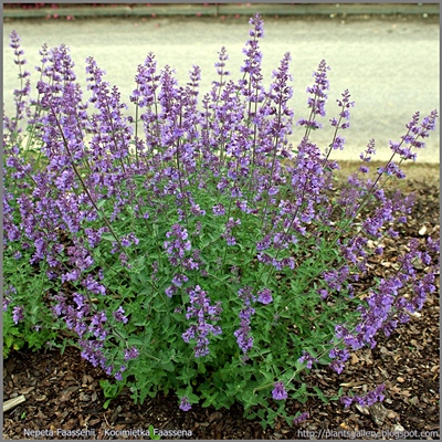  Nepeta Faassenii - Kocimiętka Faassena