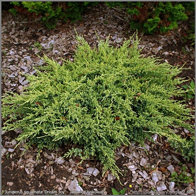 Juniperus squamata 'Dream Joy' - Jałowiec łuskowaty 'Dream Joy' 