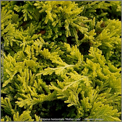 Juniperus horizontalis 'Mother Lode'  - Jałowiec płożący 'Mother Lode'