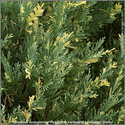 Juniperus scopulorum 'Moonglow Variegata' - Jałowiec skalny 'Moonglow Variegata'