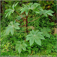 Ricinus communis - Rącznik zwyczajny