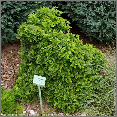 Tilia cordata 'Komsta Minima' - Lipa drobnolistna 'Komsta Minima' 