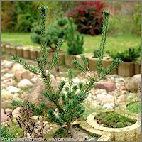 Pinus parviflora 'Brevifolia' - Sosna drobnokwiatowa 'Brevifolia' 