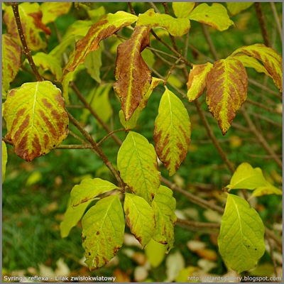 Syringa reflexa - Lilak zwisłokwiatowy