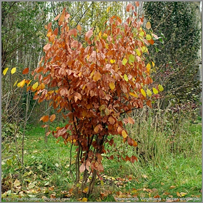 Hamamelis Virginiana - Oczar wirginijski