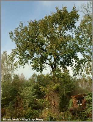Ulmus laevis - Wiąz szypułkowy