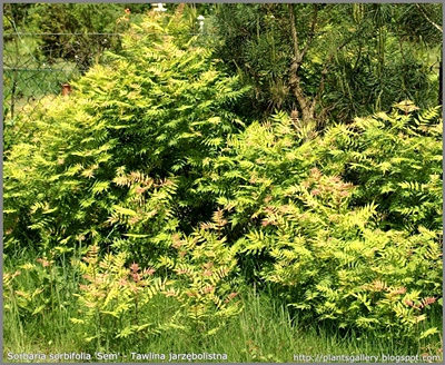 Sorbaria sorbifolia 'Sem' - Tawlina jarzębolistna 'Sem' pokrój wiosną