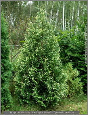 Thuja occidentalis 'Wansdyke Silver' - Żywotnik zachodni 'Wansdyke Silver'  height=