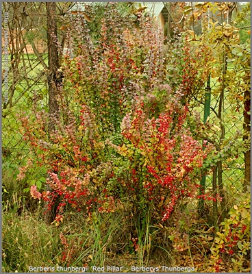 Berberis thunbergii 'Red Pillar' - Berberys Thunberga 'Red Pillar' pokrój jesienią