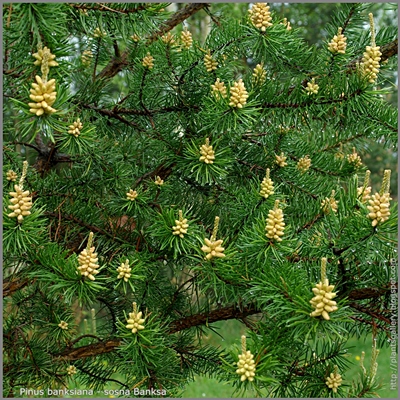 Pinus banksiana - Sosna Banksa
