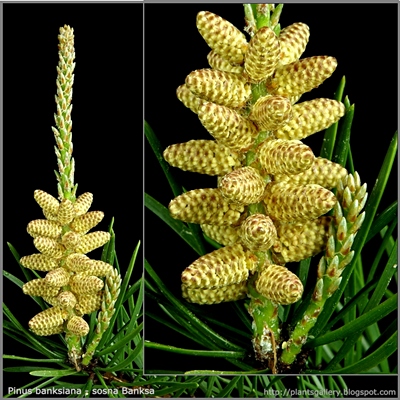 Pinus banksiana flower - Sosna Banksa kwiaty męskie