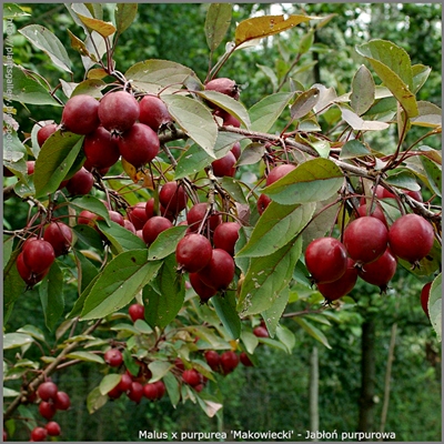 Malus x purpurea 'Makowiecki' fruit  - Jabłoń purpurowa 'Makowiecki' owoce