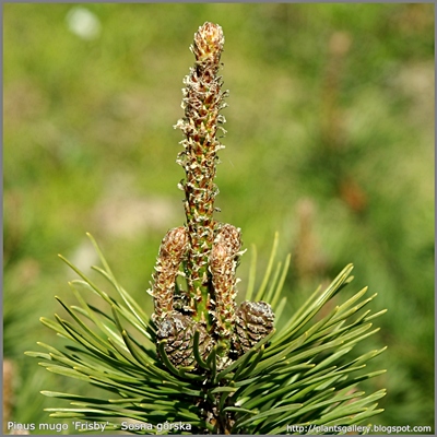 Pinus mugo 'Frisby' - Sosna górska 'Frisby'