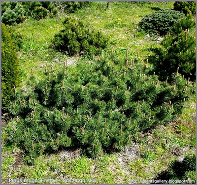 Pinus mugo 'Frisby' - Sosna górska 'Frisby'