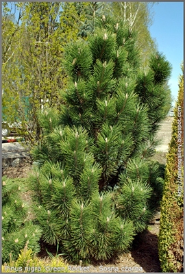 Pinus nigra 'Green Rocket' - Sosna czarna 'Green Rocket'