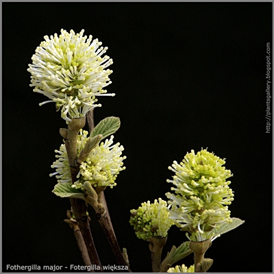 Fothergilla major - Fotergilla większa