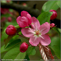 Malus purpurea 'Ola' - Jabłoń purpurowa 'Ola'