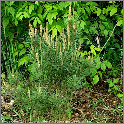 Pinus densiflora 'Umbraculifera' - Sosna gęstokwiatowa 'Umbraculifera'