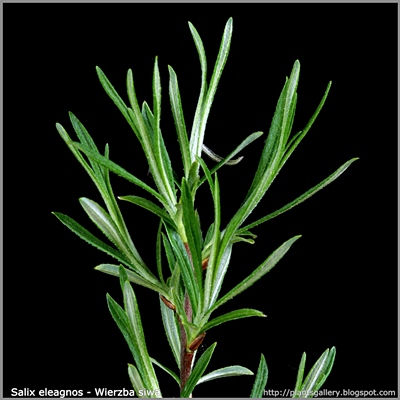 Salix eleagnos - Wierzba siwa