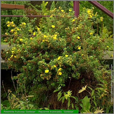 Potentilla fruticosa 'Goldstar' - Pięciornik krzewiasty  'Goldstar'