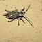 Dumpy Longhorn beetle