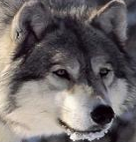 [graywolf[3].png]