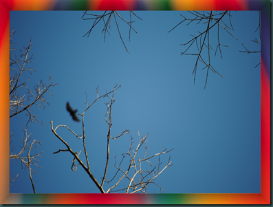 birdsky2