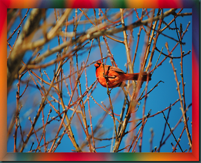birdsky1