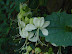 Clerodendron wallichii-2.JPG
