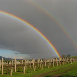 The vineyards at Chandon