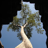 Looking up from inside a temple.  A tree was growing right  out of the temple.