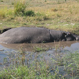 012 June 2005 Chobe, Botswana Chobe River Cruise hippo.JPG