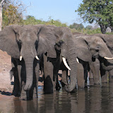 033 June 2005 Chobe, Botswana Chobe River Cruise elephants.JPG