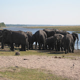 048 June 2005 Chobe, Botswana elephants.JPG