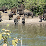 buffalo8.JPG