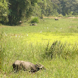 144 Nov 2006 Siem Reap, Cambodia Beng Melea.JPG