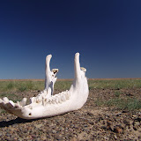 396 Aug 2006 a on the way to Bayanzag, Mongolia.JPG