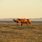 Now I did really like this.   These are camels near  our camp near Bayanzag.