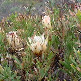Protea8.JPG