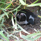 Jackass African Penguin