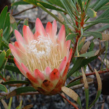 Protea5.JPG