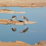 marabou stork1.JPG