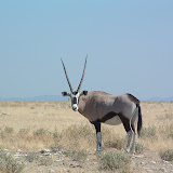 Gemsbok6.JPG