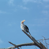 Hornbill yellow-billed2.JPG